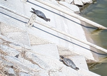 2026年  春ですね。たくさんのカメが日向ぼっこ